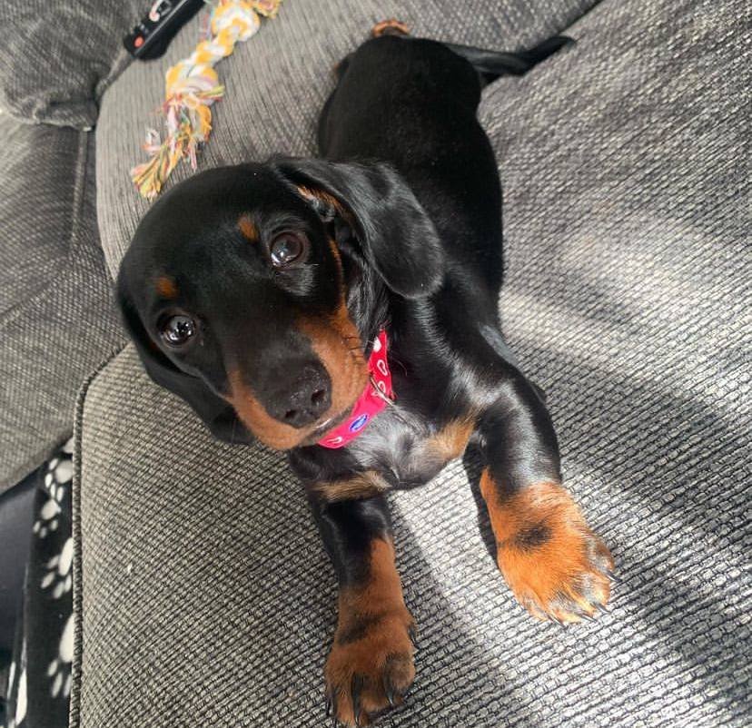 dachshund puppies for sale,dachshund puppies for sale near me,mini dachshund puppies for sale,miniature dachshund puppies for sale,miniature dachshund puppies for sale near me,