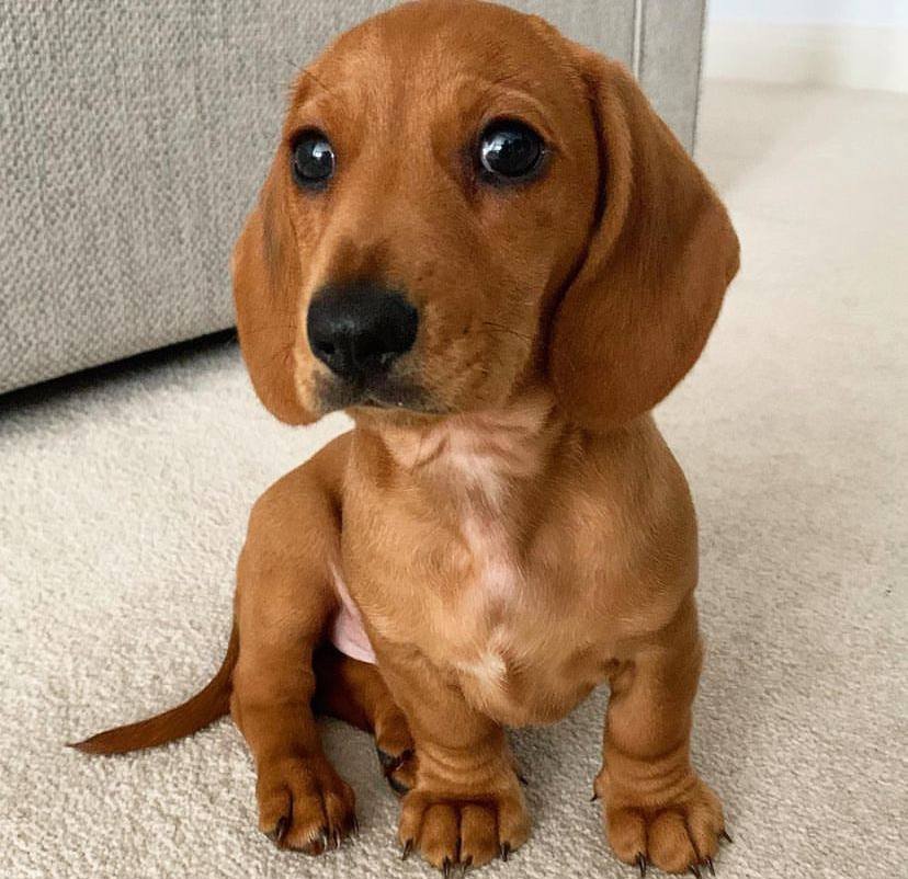 dachshund puppies for sale,dachshund puppies for sale near me,mini dachshund puppies for sale,miniature dachshund puppies for sale,miniature dachshund puppies for sale near me,