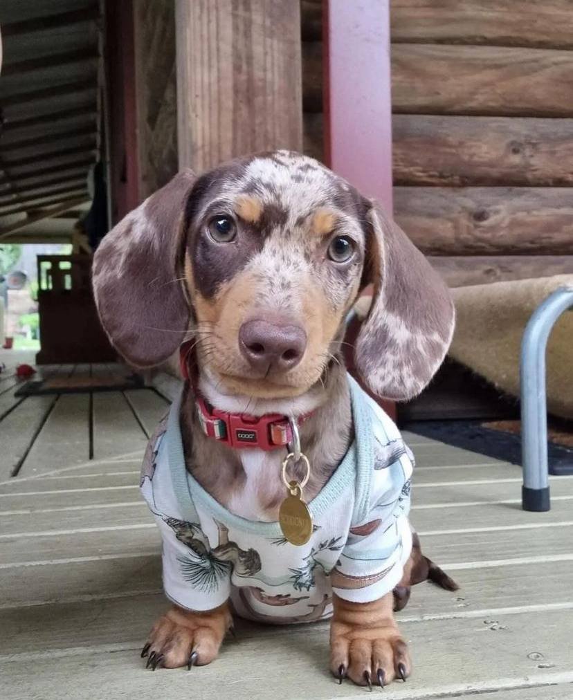 dachshund puppies for sale,dachshund puppies for sale near me,mini dachshund puppies for sale,miniature dachshund puppies for sale,miniature dachshund puppies for sale near me,