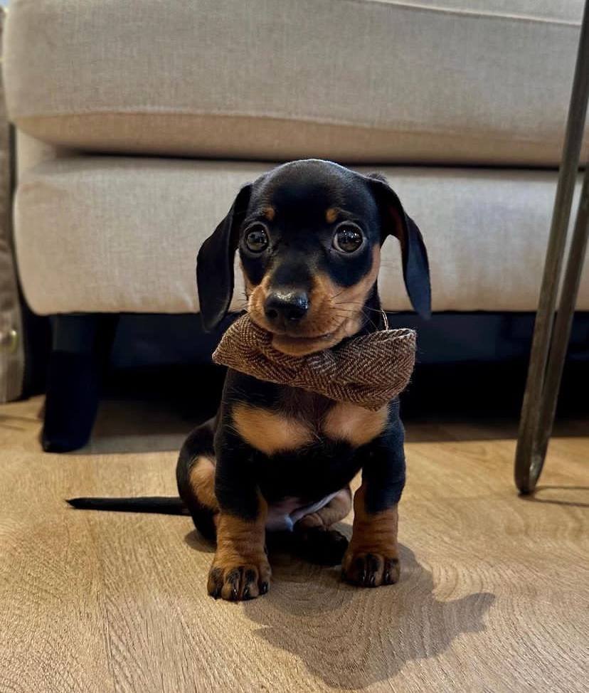 dachshund puppies for sale,dachshund puppies for sale near me,mini dachshund puppies for sale,miniature dachshund puppies for sale,miniature dachshund puppies for sale near me,