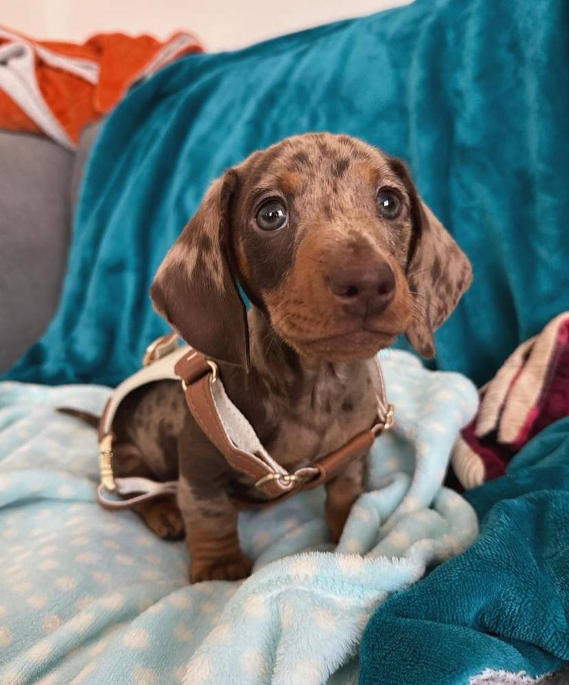 dachshund puppies for sale,dachshund puppies for sale near me,mini dachshund puppies for sale,miniature dachshund puppies for sale,miniature dachshund puppies for sale near me,