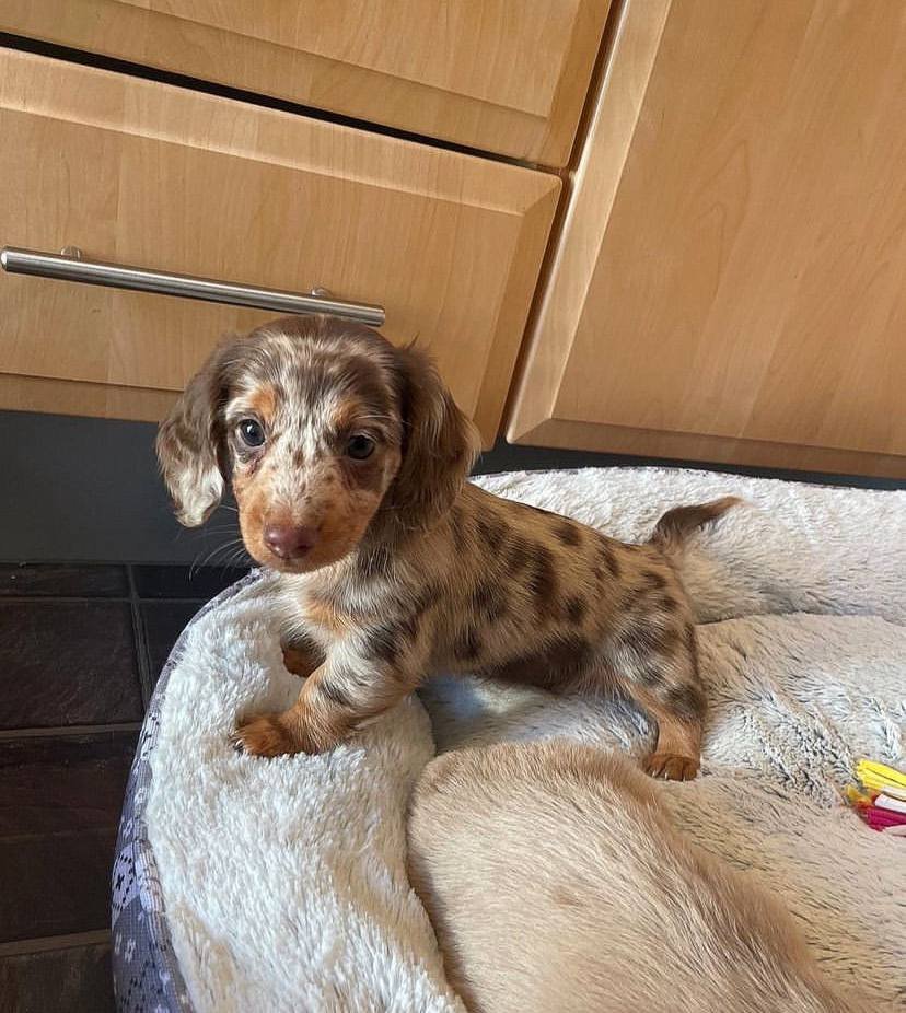 dachshund puppies for sale,dachshund puppies for sale near me,mini dachshund puppies for sale,miniature dachshund puppies for sale,miniature dachshund puppies for sale near me,