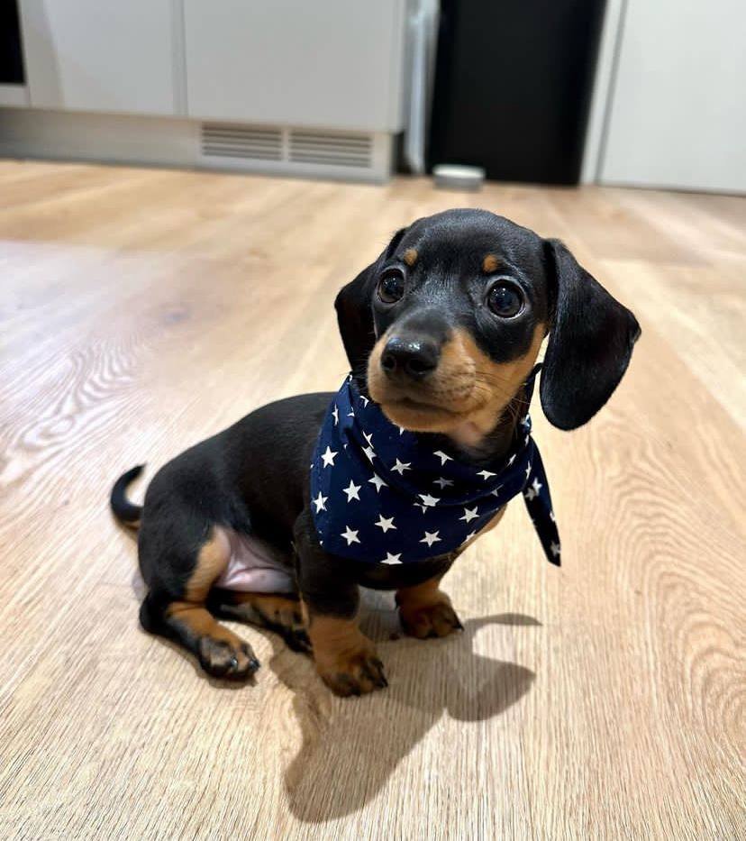 dachshund puppies for sale,dachshund puppies for sale near me,mini dachshund puppies for sale,miniature dachshund puppies for sale,miniature dachshund puppies for sale near me,