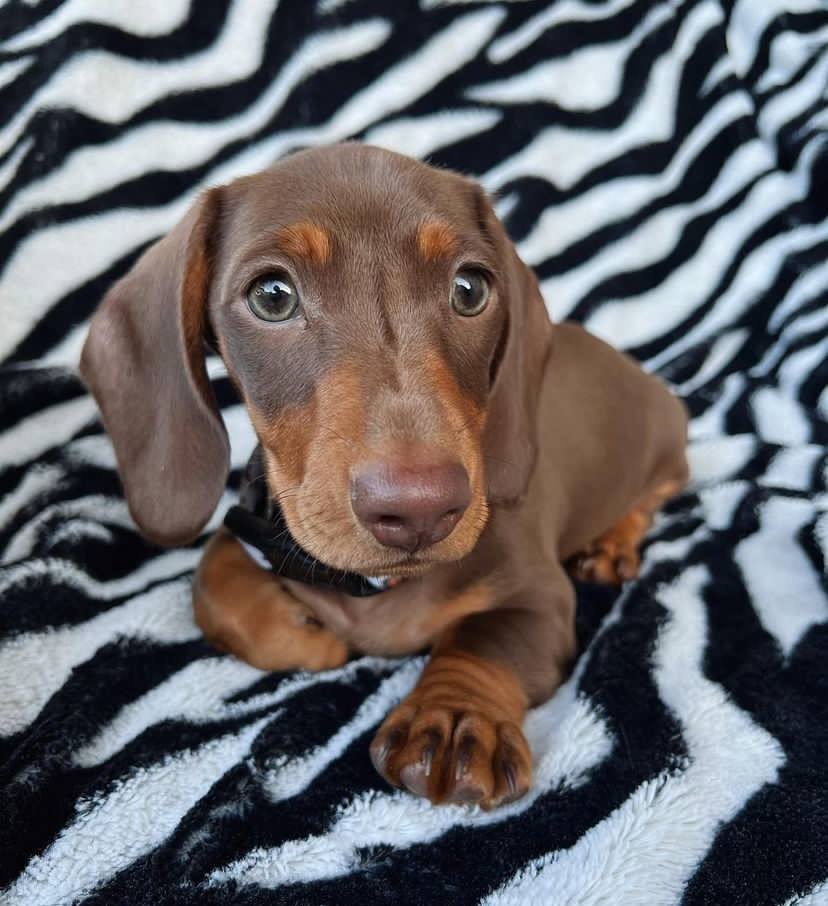 dachshund puppies for sale,dachshund puppies for sale near me,mini dachshund puppies for sale,miniature dachshund puppies for sale,miniature dachshund puppies for sale near me,